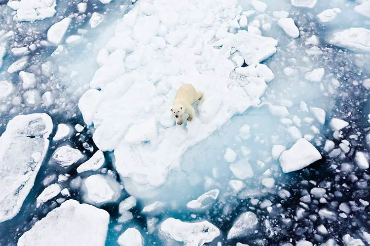 Polar bear in Spitsbergen, Norway