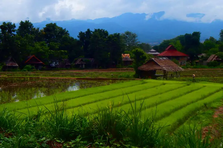 Rice Paddy