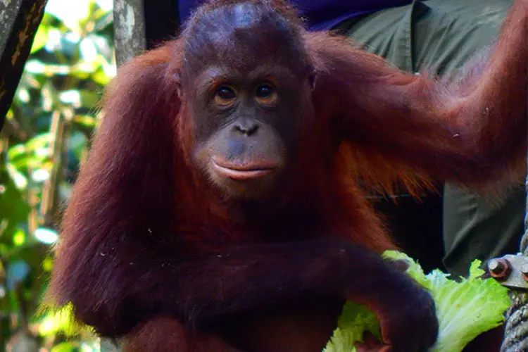 Sepilok Orangutan Rehabilitation Center