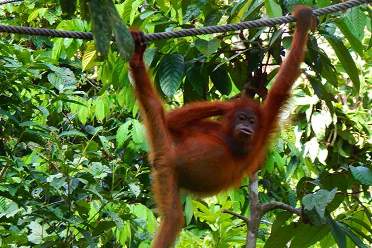 Sepilok Orangutan Rehabilitation Center