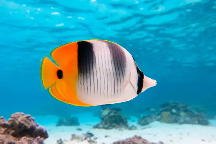 Snorkling tour with tropical fish, French Polynesia