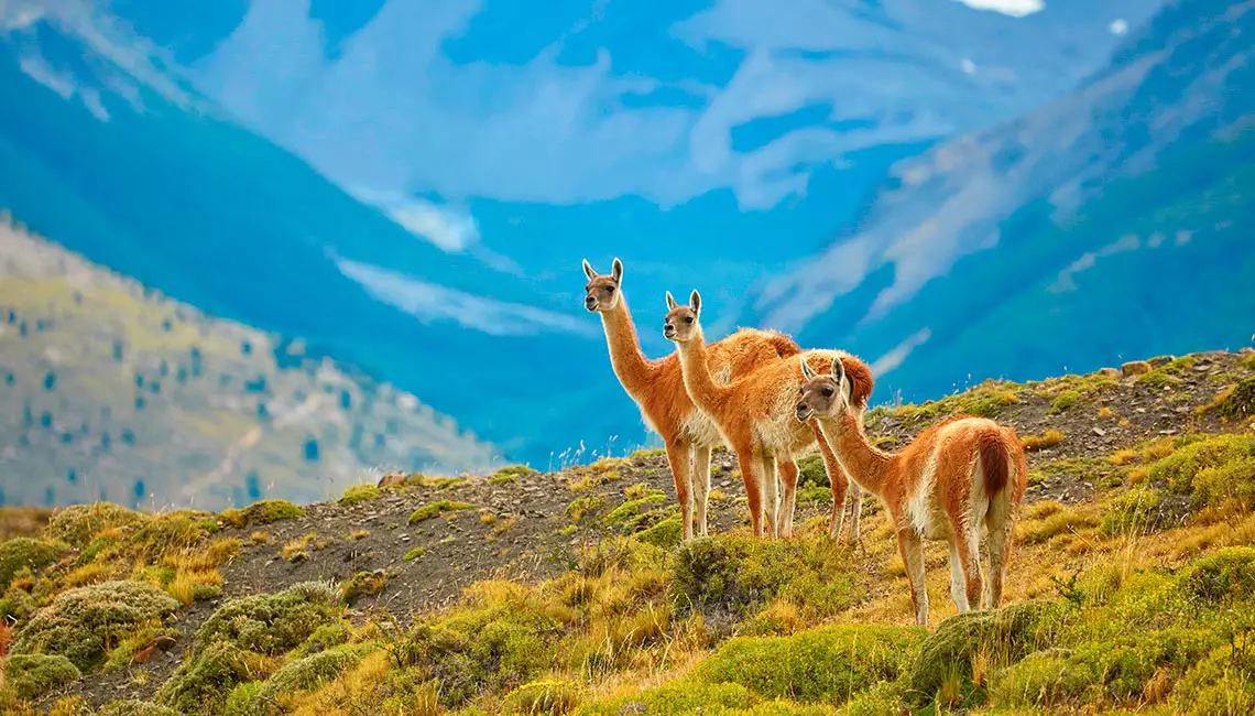 Three guanacoes in Patagonia