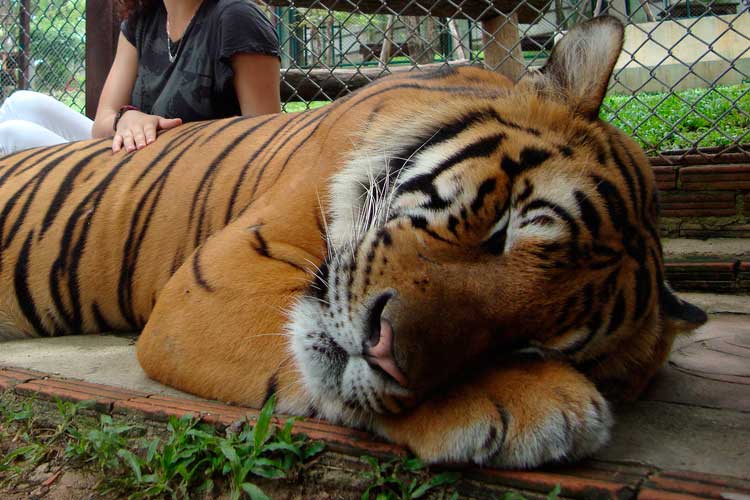 Tiger Kindom in Thailand
