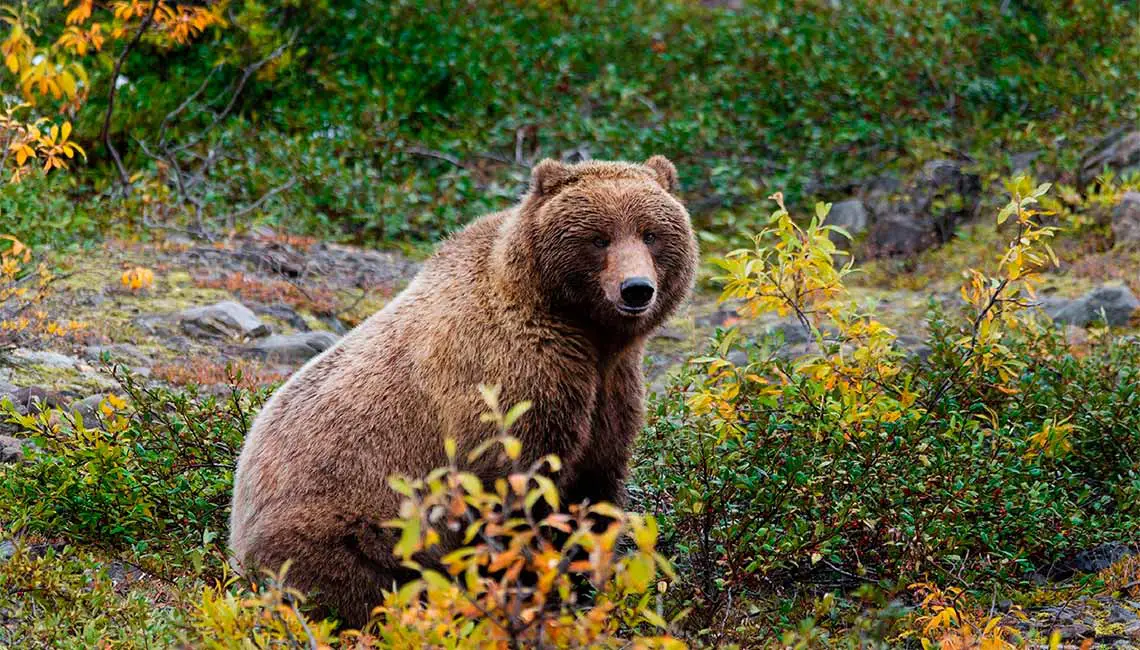 Grizzly Bear in the Bush