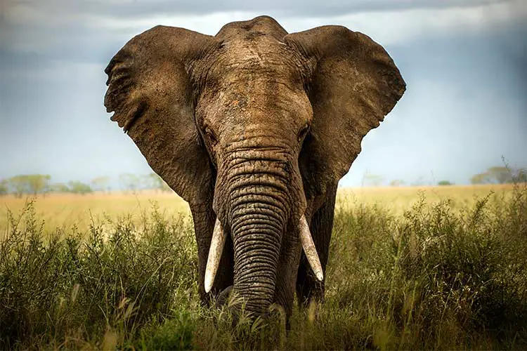 Elephant in Kenya's Maasai Mara