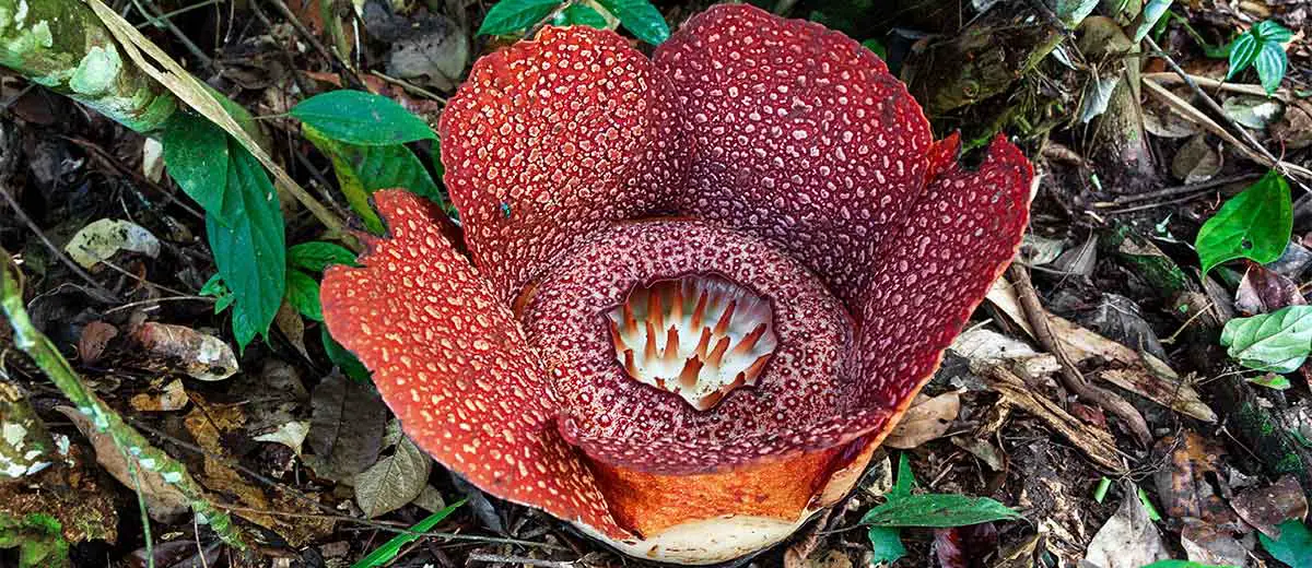 Giant Rafflesia Plant