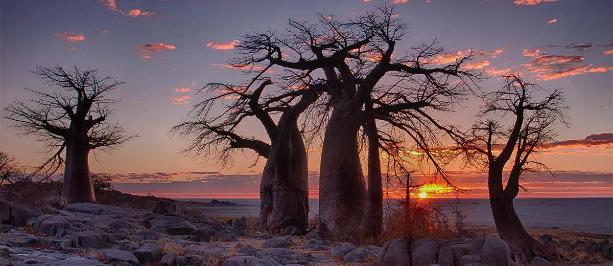 Sunrise with Baobab trees in foreground at LeKubu island, Botswana