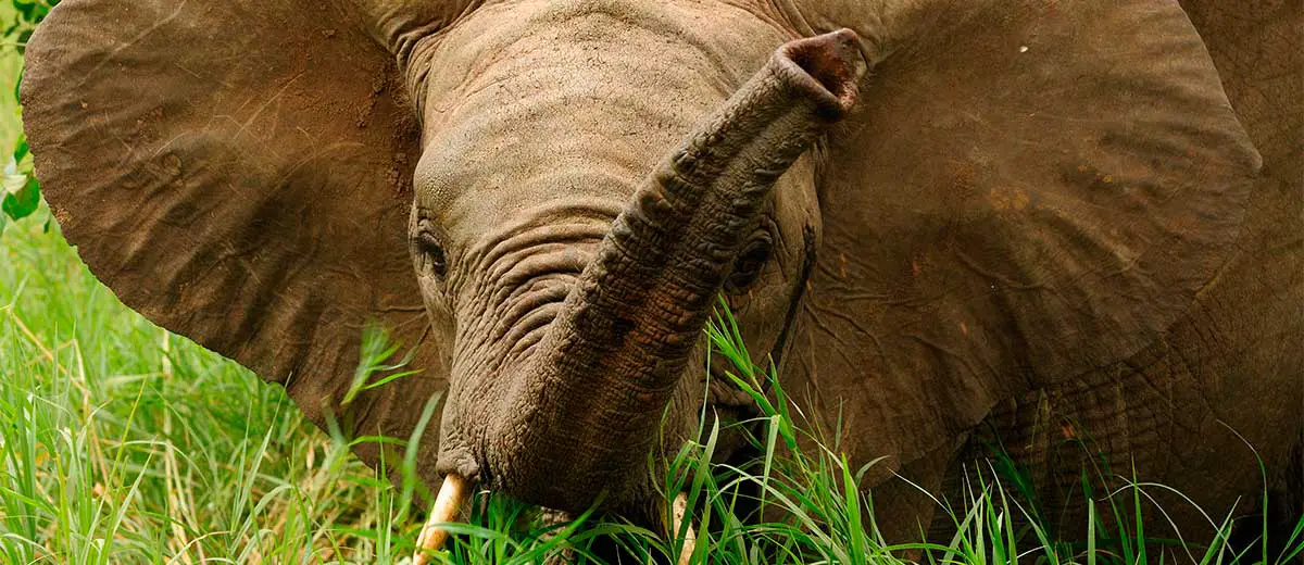 Wildlife Elephant in Mozambique