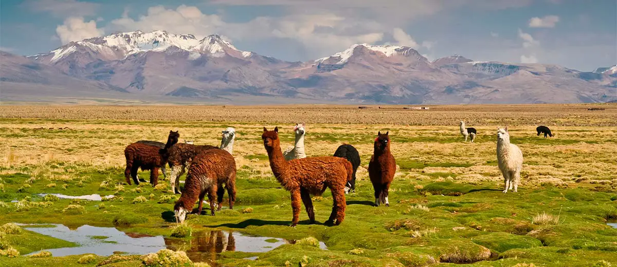 Llamas, Bolivian altiplano with Andean volcanoes