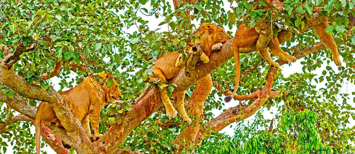 Young Lions Resting in a Tree in Queen Elizabeth National Park, Uganda