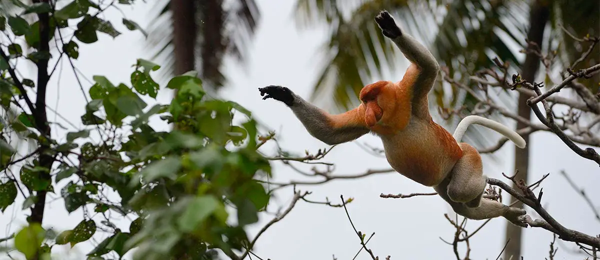 Proboscis Monkey