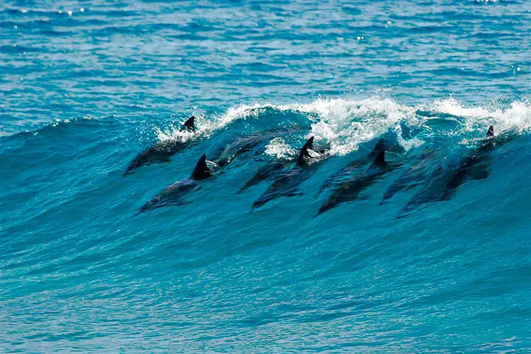 A pod of dolphins catch a wave in Mozambique