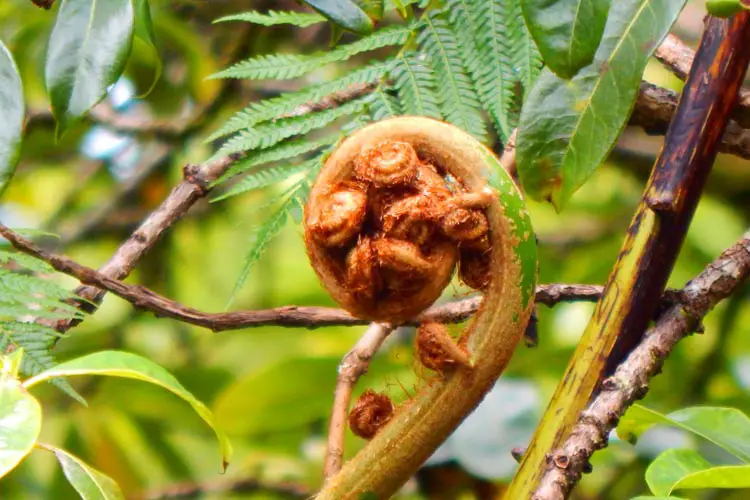 Bako National Park in Borneo, Malaysia