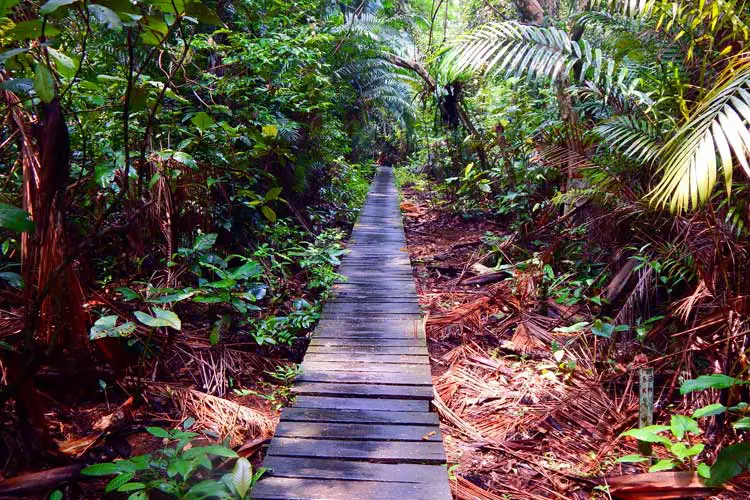 Boardwalk to the mangrove swamp trailhead