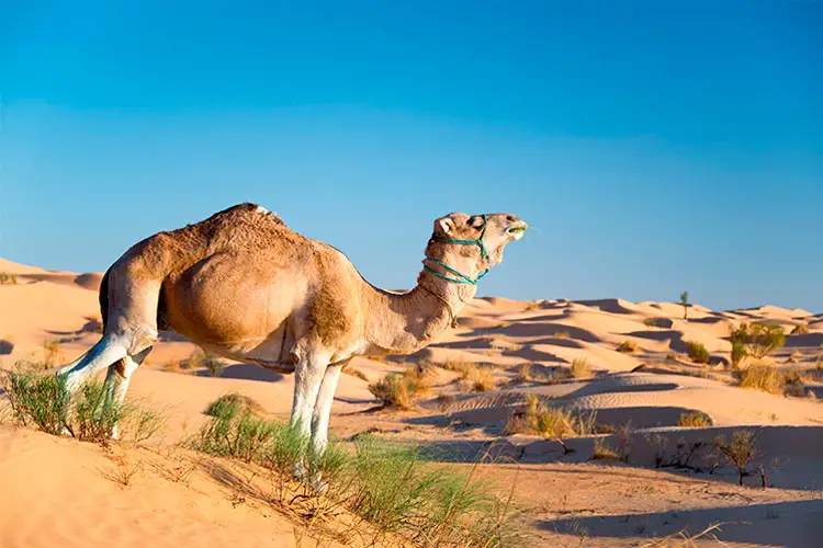 Camel in the Sand dunes desert of Sahara, South Tunisia