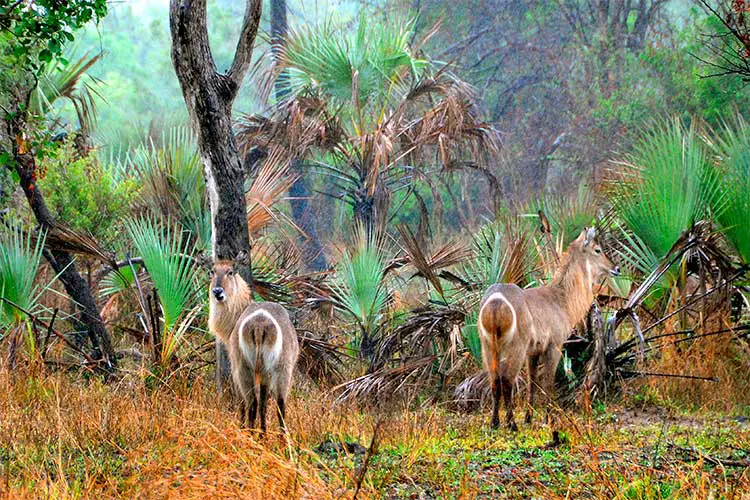 Common waterbucks, Gorongosa