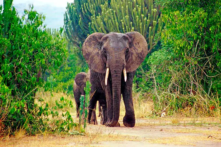 Elephant in the Queen Elizabeth National Park in Uganda