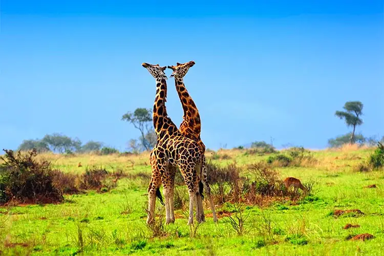 Giraffes in the Murchison Falls national park, Uganda