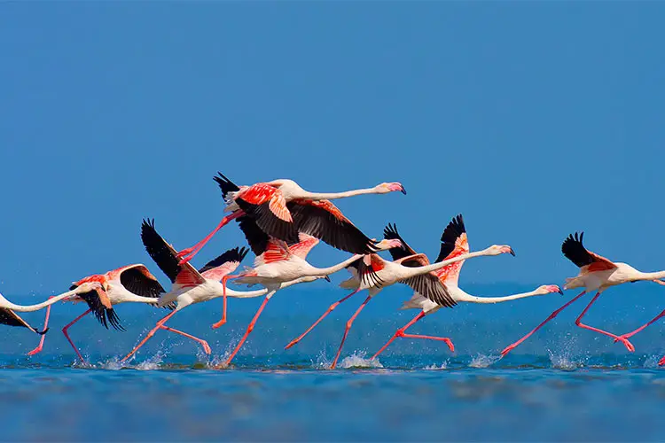Flamingo's in Mozambique southern Africa