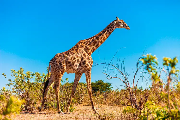 Giraffe in Chobe National Park