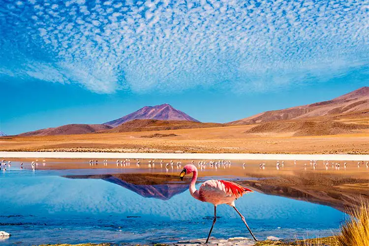 Laguna at the "Ruta de las Joyas altoandinas" in Bolivia