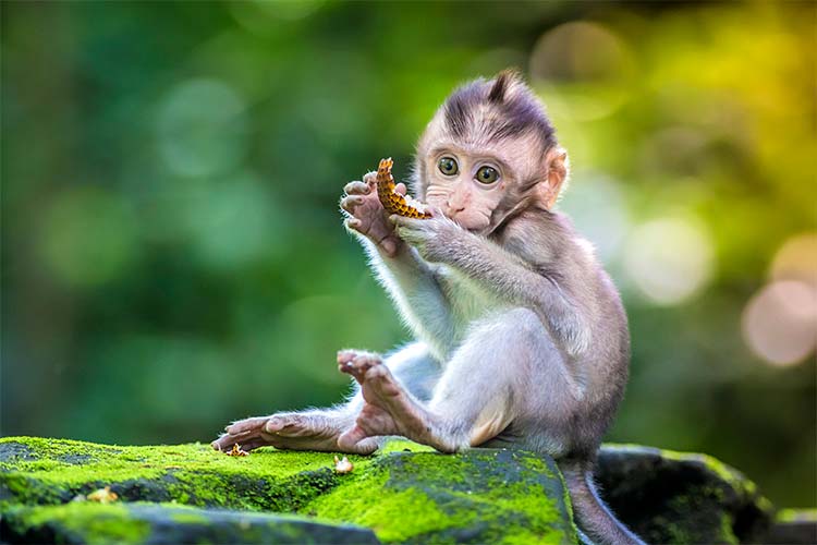 Little baby-monkey in monkey forest of Ubud, Bali, Indonesia