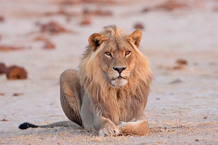 Male Lion, Nxai Pans National Park, Botswana