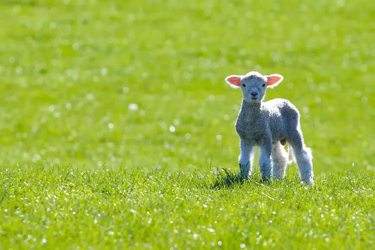 New Zealand Spring Lamb