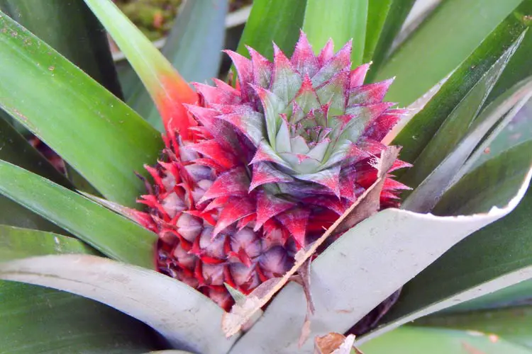 Pineapple Plant in the Forests of Borneo