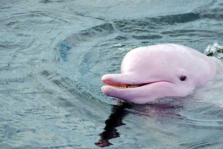 Pink Dolphin in Orinoco River Venezuela