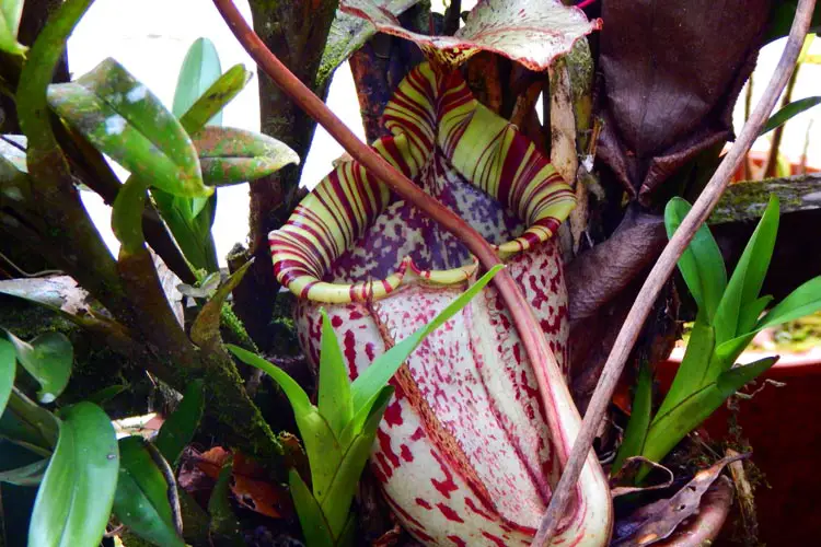 Pitcher plant in Bako National Park