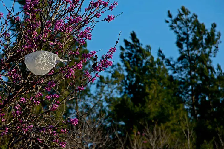 Plastic Bag in Beautiful Bush in Israel