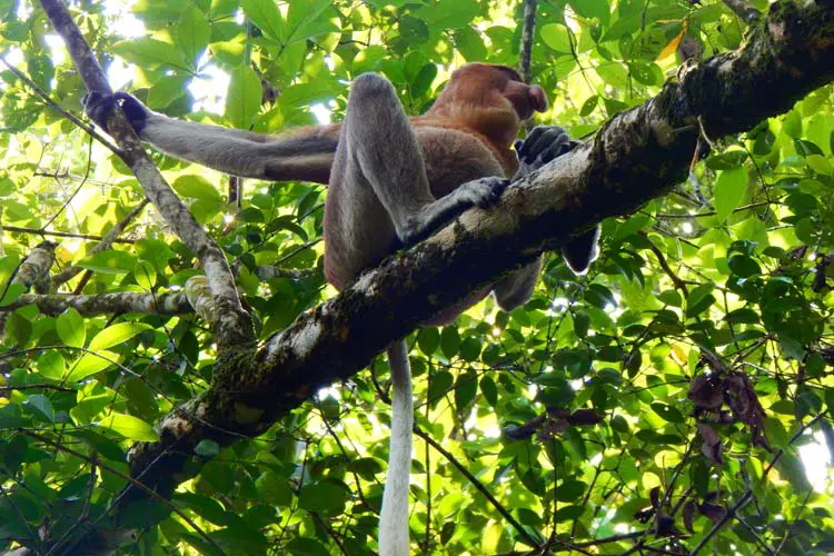 Proboscis Monkey