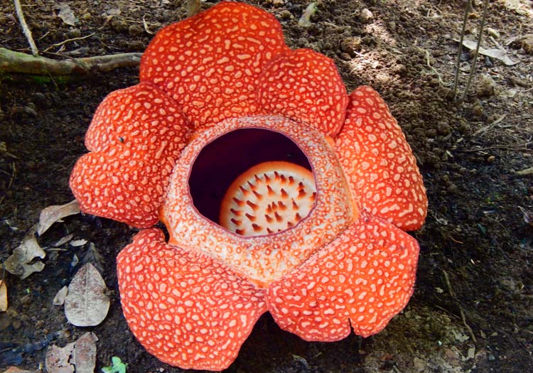 Giant Rafflesia Plant
