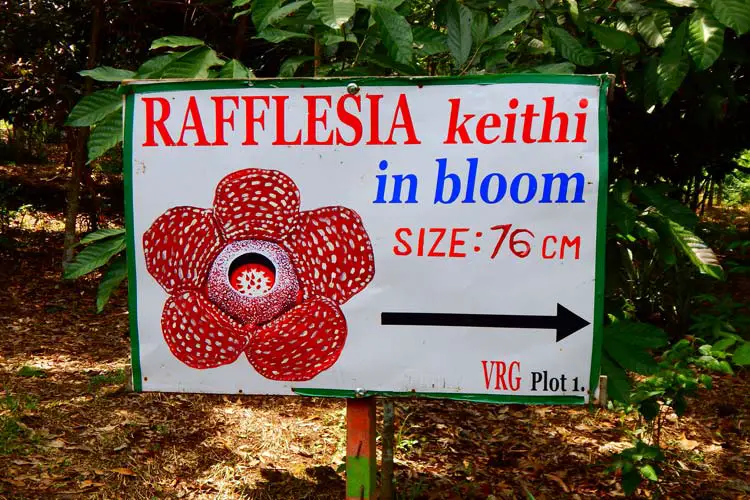 Rafflesia Sign