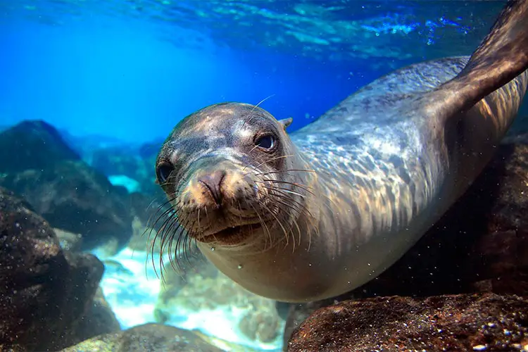 Sea lion swimming underwater in tidal lagoon in the Galapagos Islands