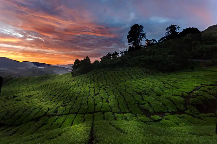 Sun rise tea Plantation in Malaysia