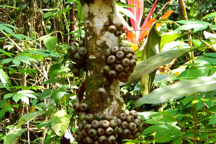 Tree in the Borneo Rainforest