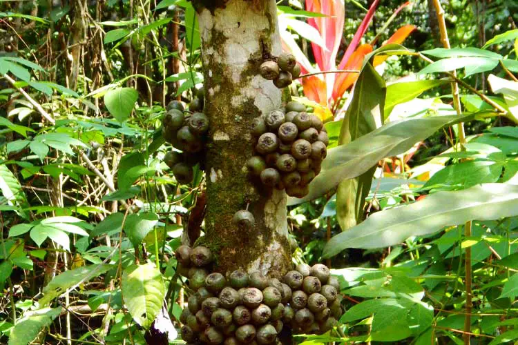 Tree in the Borneo Rainforest