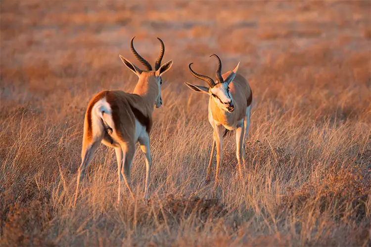 Web-Two-springbok-rams-preparing-to-spar-in-the-Central-Kalahari