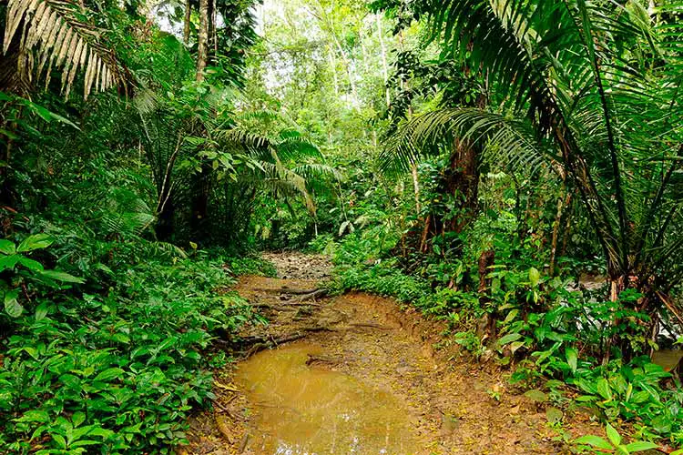 Wild Darien jungle near Colombia and Panama border