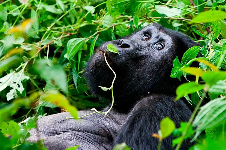 Great Silverback Mountain Gorilla, in the Bwindi National Park in Uganda