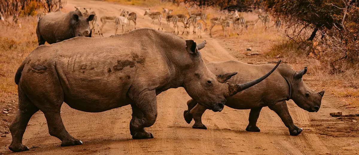 Rhino Cow with Calf in South Africa