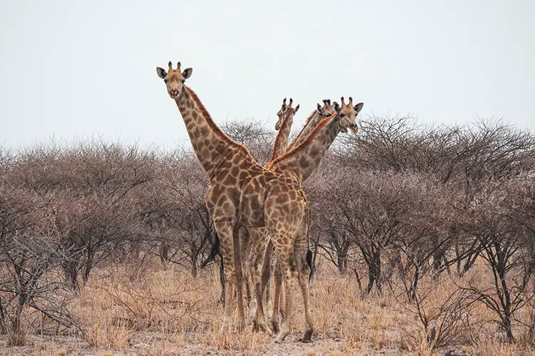Three Giraffes in the Kalahari Game Reserve