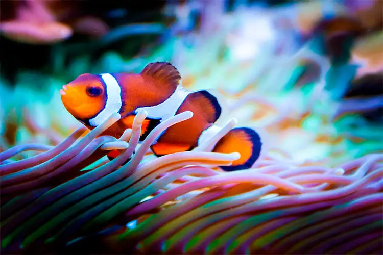 Clownfish