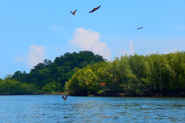 Eagles Diving for Fish