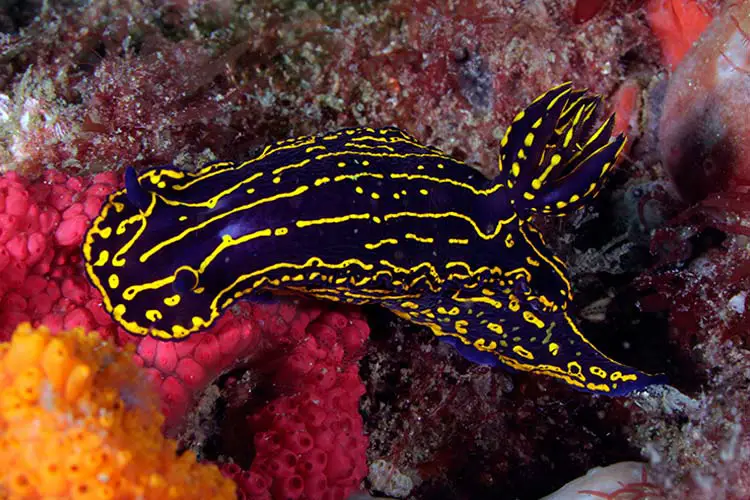 Regal Sea Goddess Nudibranch