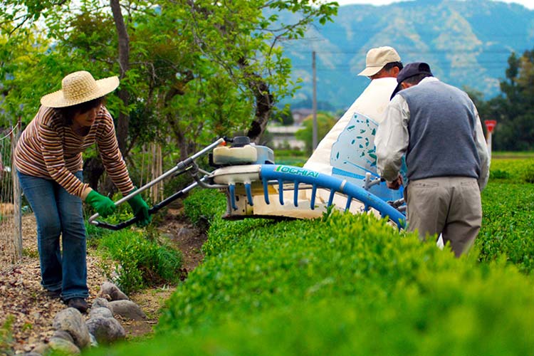 Tea harvest in Japan