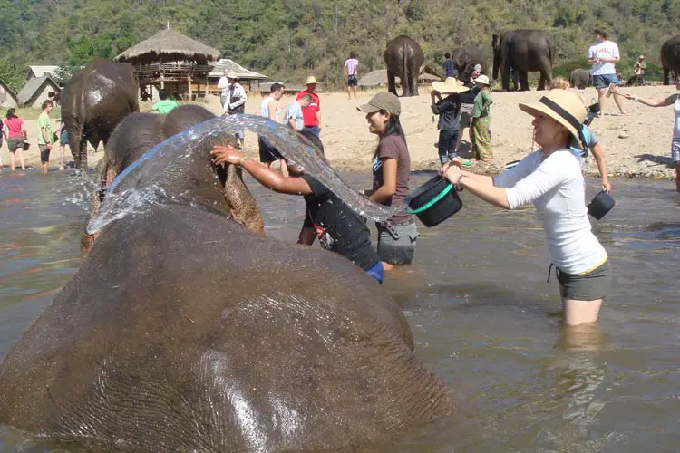 Ecological Volunteering with Elephants in Thailand