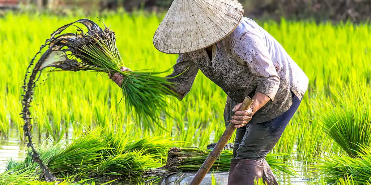 Woman working on rice field Vietnam